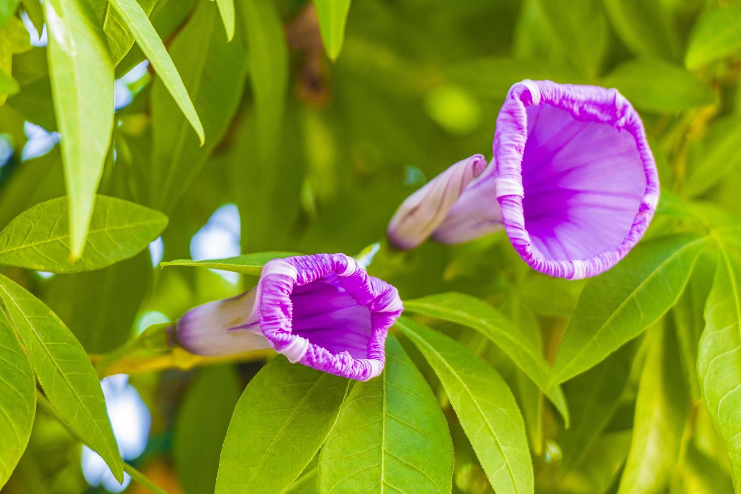 mexikanische rosa Morning Glory Blume auf Zaun mit grünen Blättern. foto