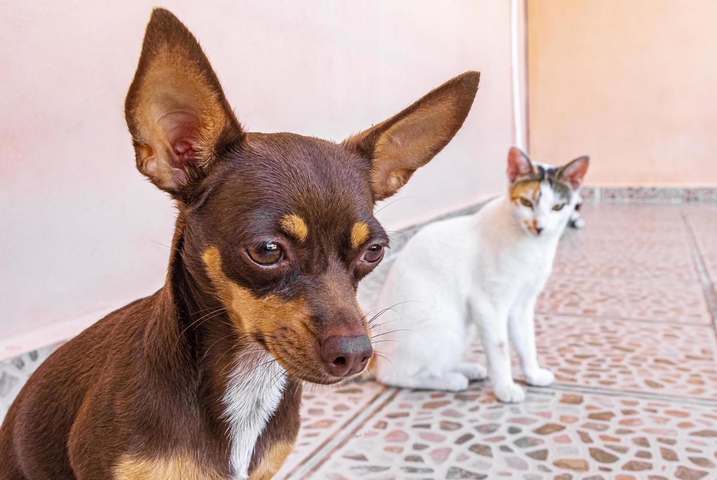 mexikanisches braunes chihuahua hundeporträt beim denken an viel mexiko. foto