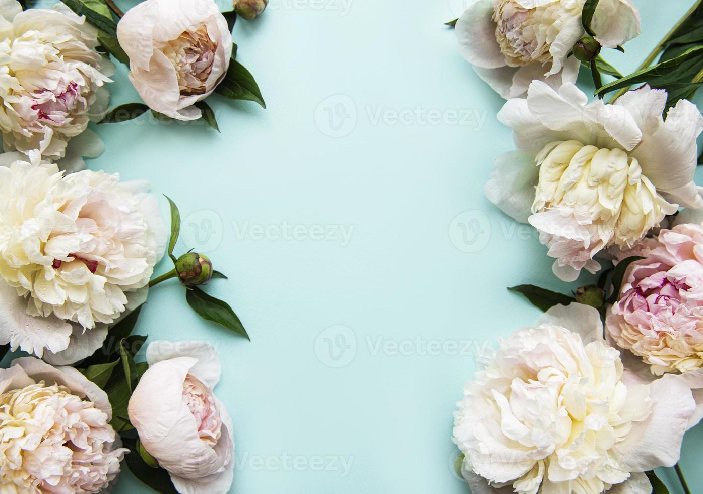 rosa Pfingstrosenblüten als Grenze foto