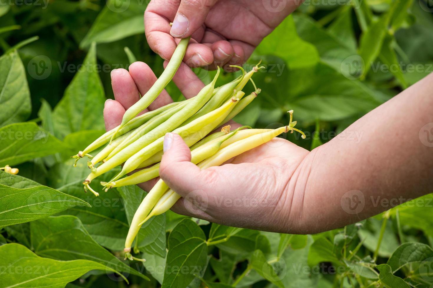 Bohnen im heimischen Garten ernten. hausgemachtes Gemüse-Konzept. foto