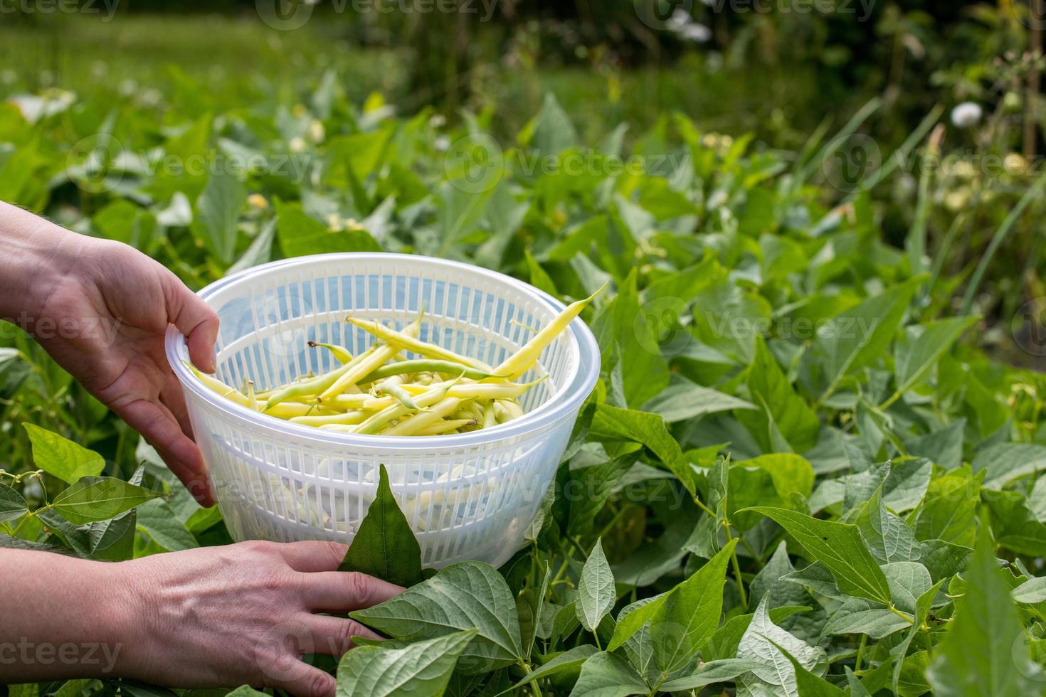 Bohnen im heimischen Garten ernten. hausgemachtes Gemüse-Konzept. foto