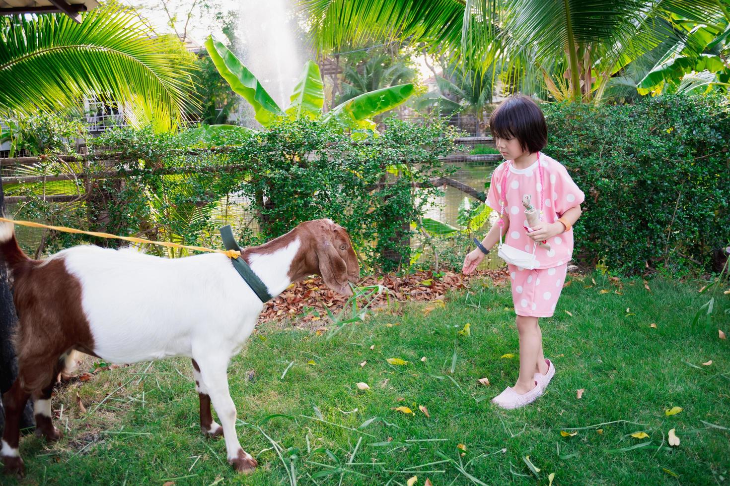 asiatisches Mädchen füttert Ziegengras. Kind trägt rosa Kleid. foto