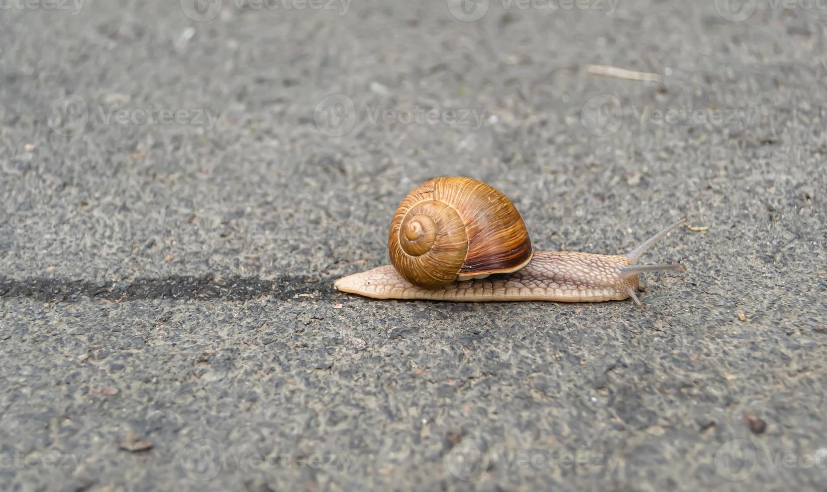 große Gartenschnecke im Schneckenhaus kriecht auf nasser Fahrbahn foto