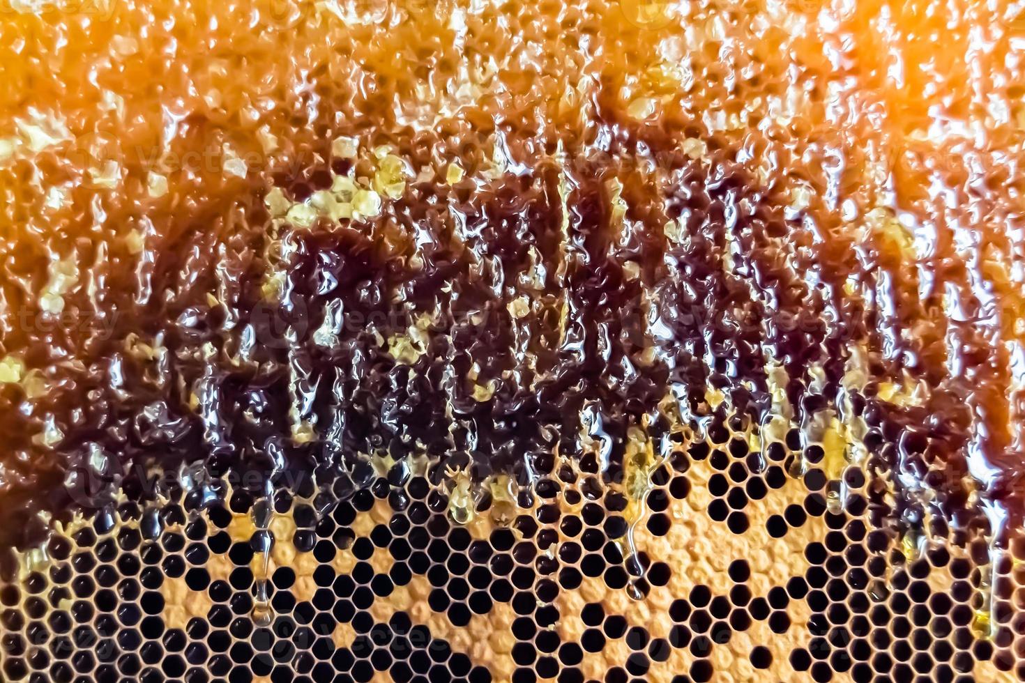 Bienenwabe aus Bienenstock gefüllt mit goldenem Honig foto