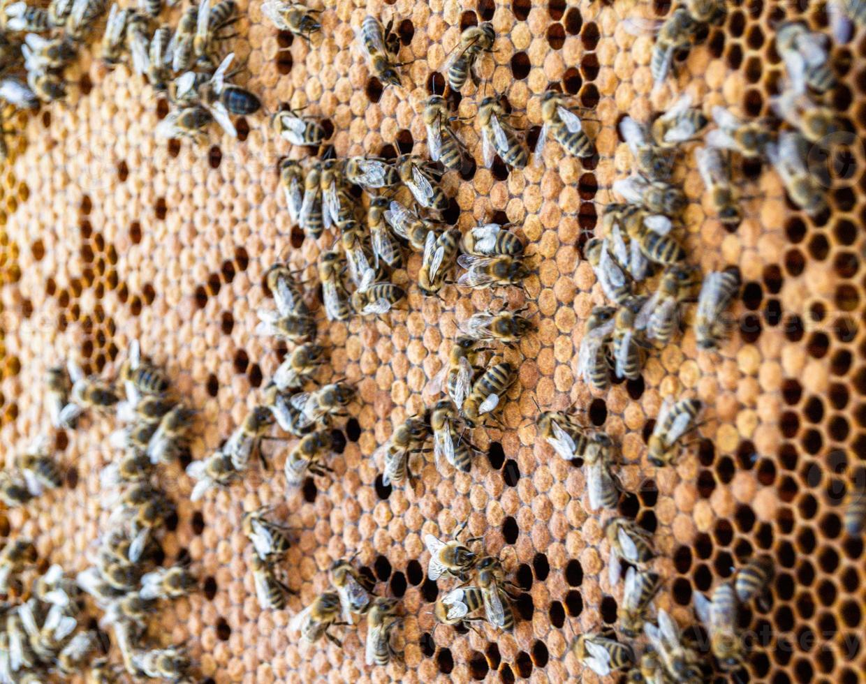 Bienenwabe aus Bienenstock gefüllt mit goldenem Honig foto