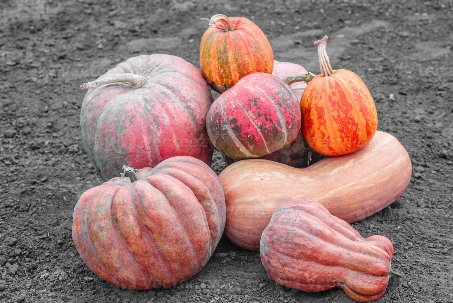 viele große und kleine, gelbe und orange Kürbisse im Garten foto