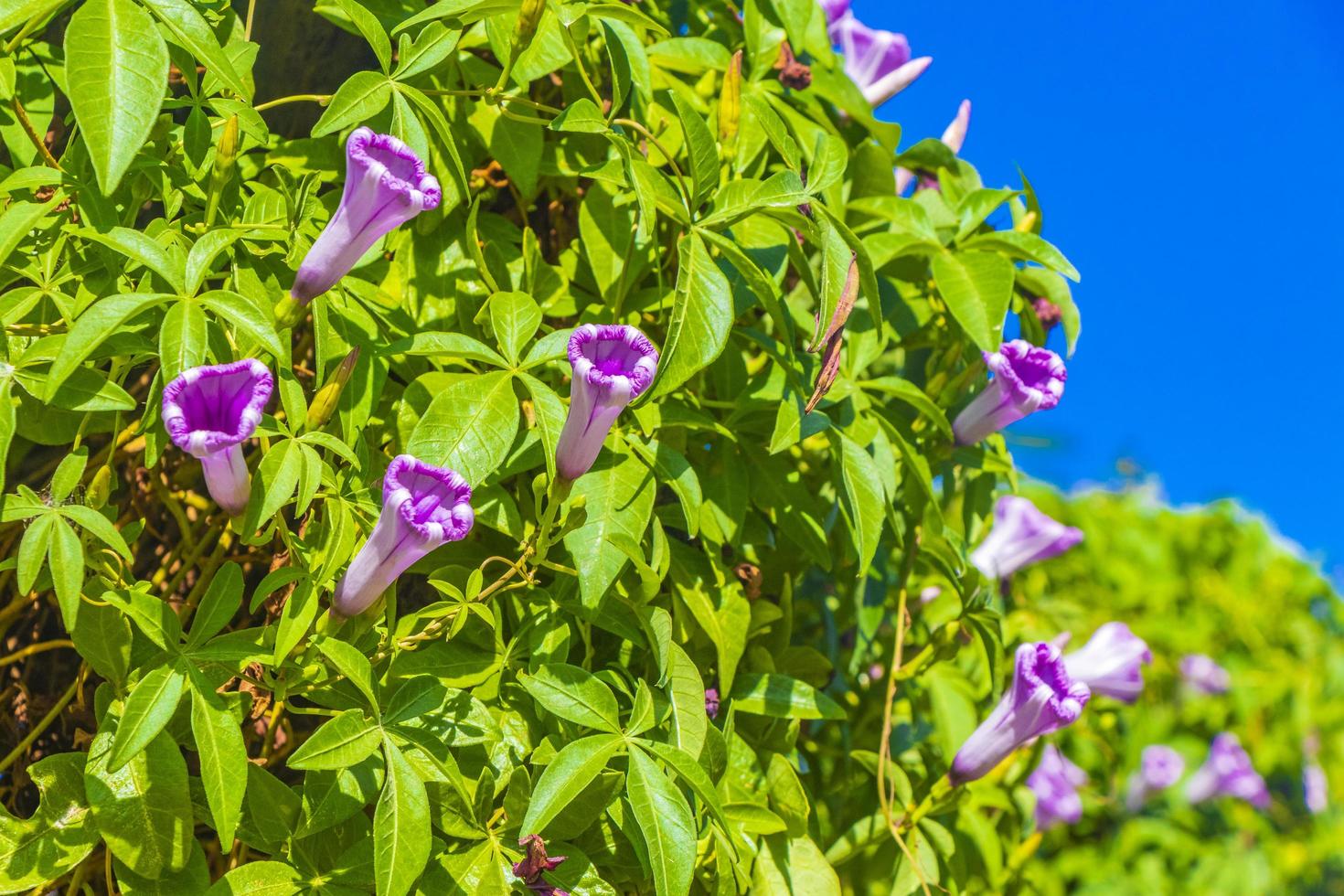 mexikanische rosa Morning Glory Blume auf Zaun mit grünen Blättern. foto