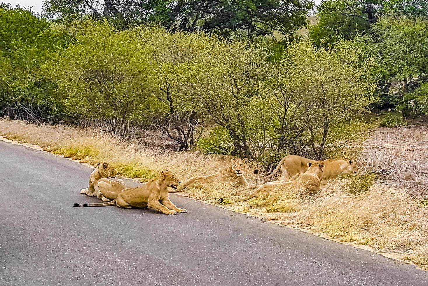 Löwen entspannen sich auf der Straße Krüger Nationalpark Safari Südafrika. foto