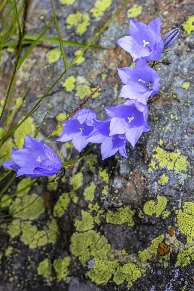 Rasen Glockenblume Campanula Cespitosa Sommerwiese in Hemsedal, Norwegen. foto