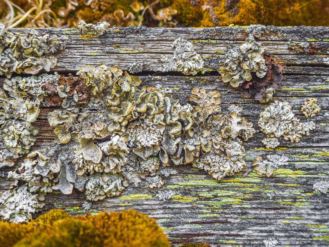 alte Holzstruktur mit grünem orangefarbenem Moos und Flechten Norwegen. foto