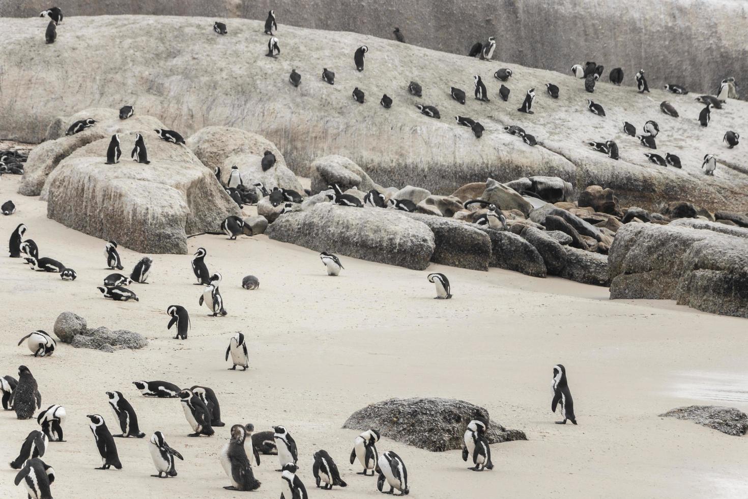 viele Pinguine Felsbrocken Strand Kapstadt. Kolonie Brillenpinguine. foto