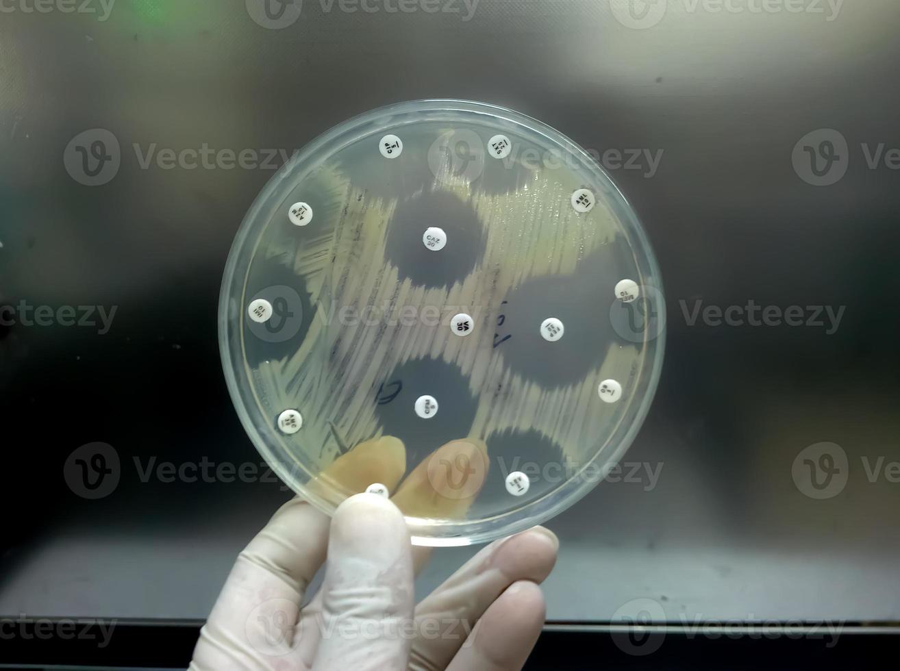 antimikrobielle Empfindlichkeitsprüfung in Petrischale. Antibiotikaresistenz von Bakterien foto