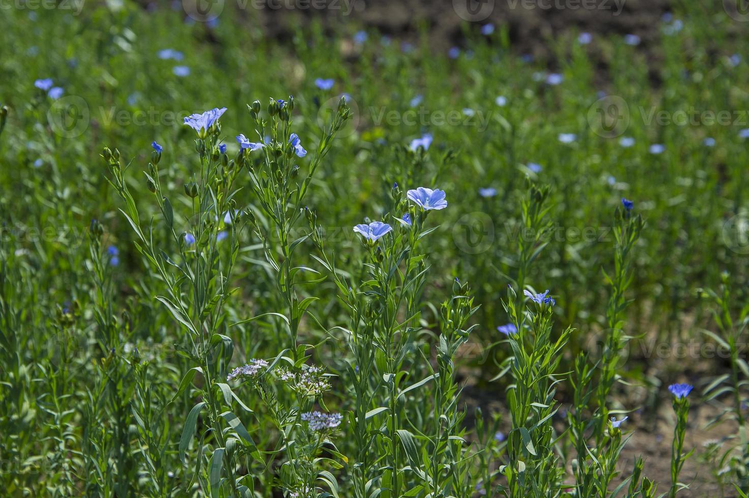 Bauernhoffeld mit schönen Leinsamenpflanzen und Blumen, Landwirtschaftsfeld. foto