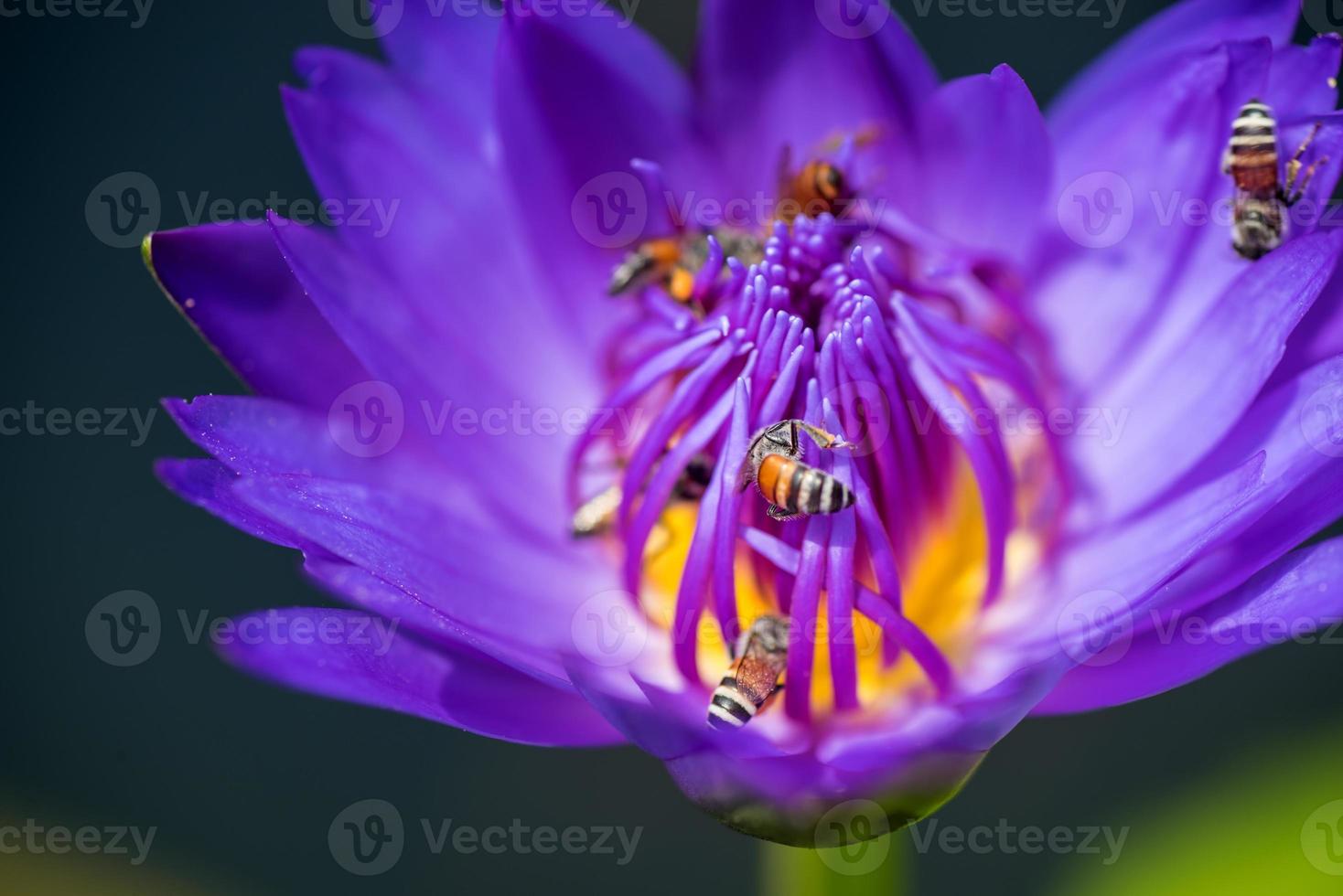 Bienen nehmen Nektar von der schönen lila Seerose oder Lotusblume. Makrobild der Biene und der Blume. foto