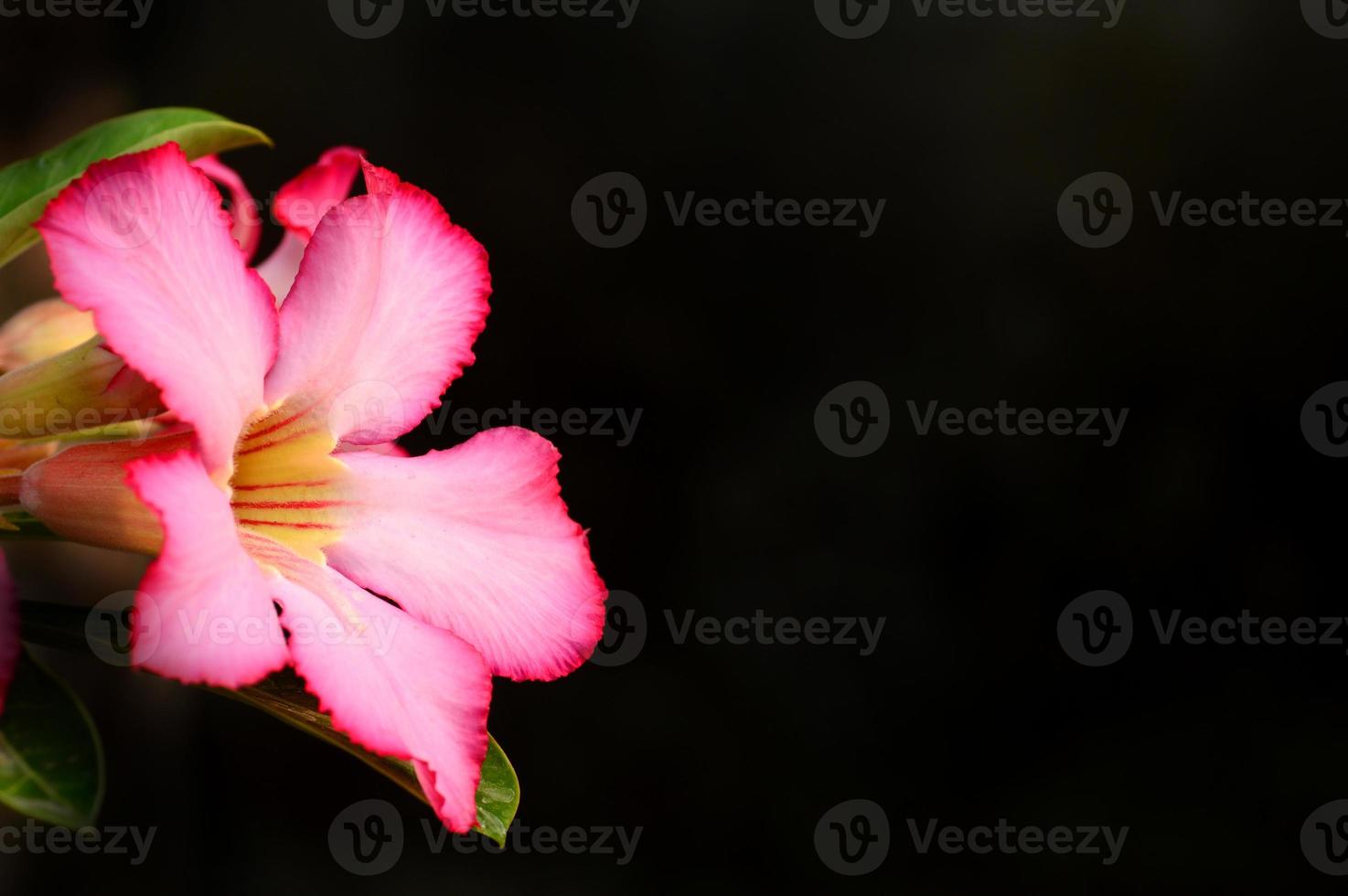 floraler Hintergrund. Nahaufnahme von tropischen Blumen rosa Adenium. Wüstenrose auf grünem Hintergrund. foto