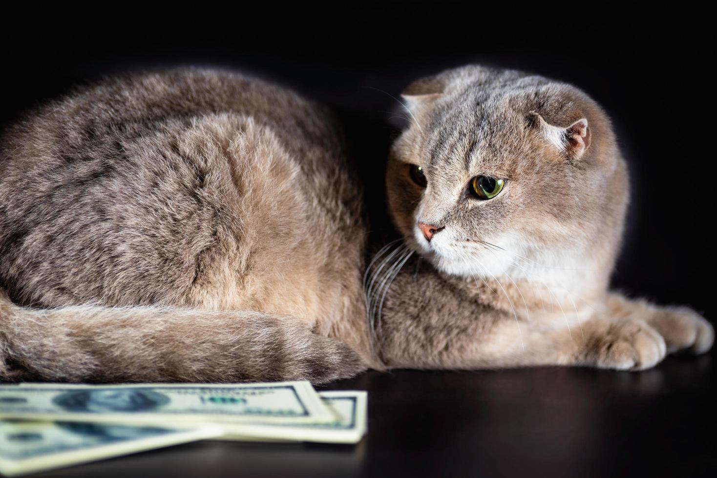 Britische Faltkatze und Dollarnoten auf schwarzem Hintergrund foto