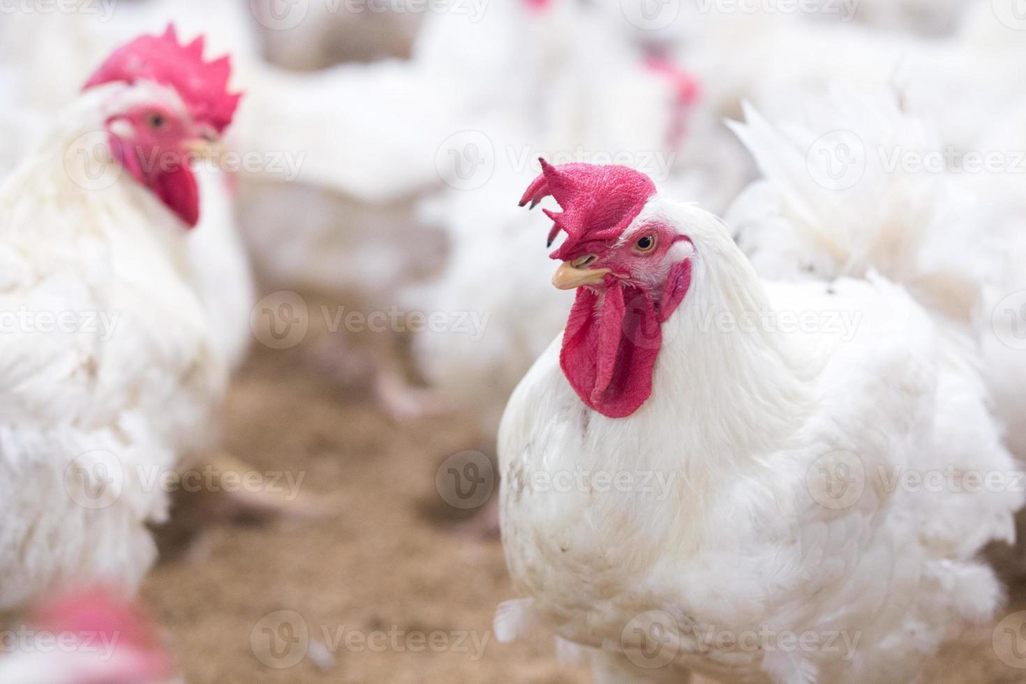 Geflügelbroilerfarm mit einer Gruppe weißer Hühner in der modernen Wohnfarm des Elternbestands. foto