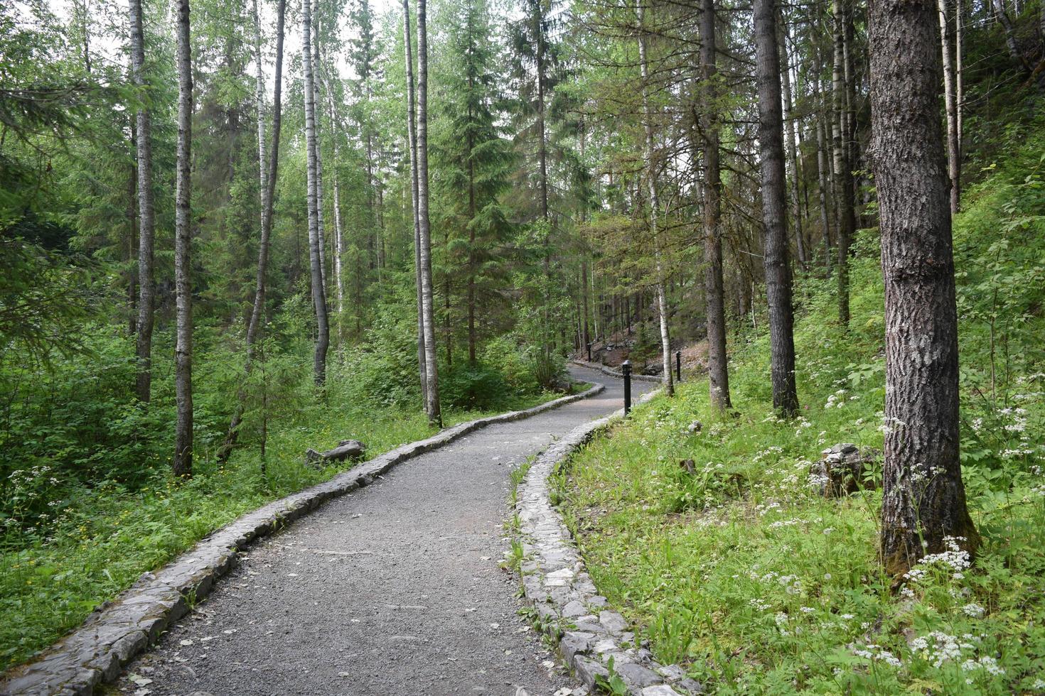 ein Steinweg in einem Nadelwald zwischen Kiefern und Tannen foto