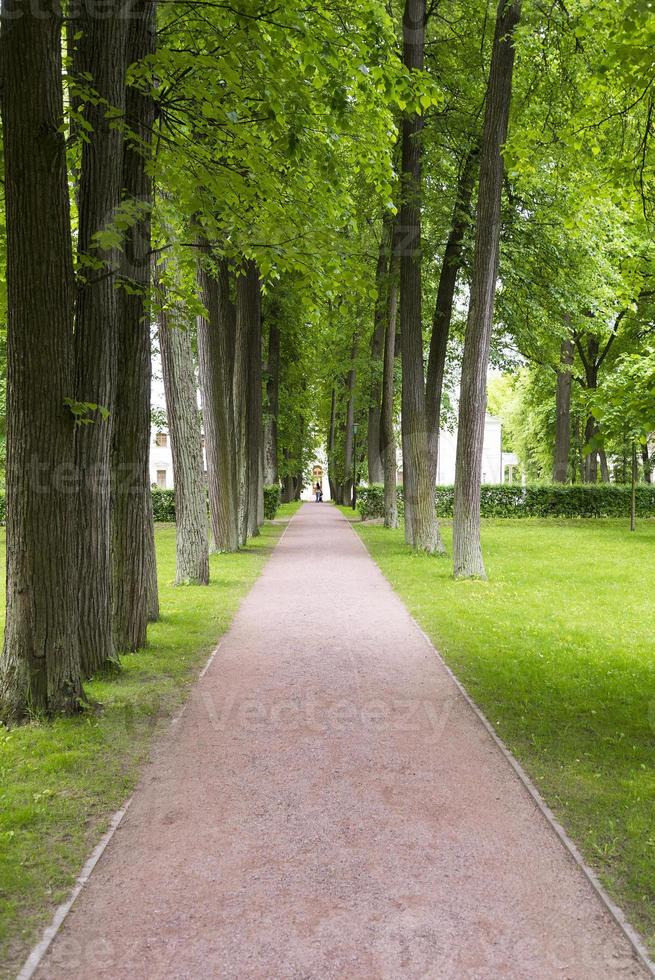 die Bäume entlang des Gehwegs und des Rasens. foto