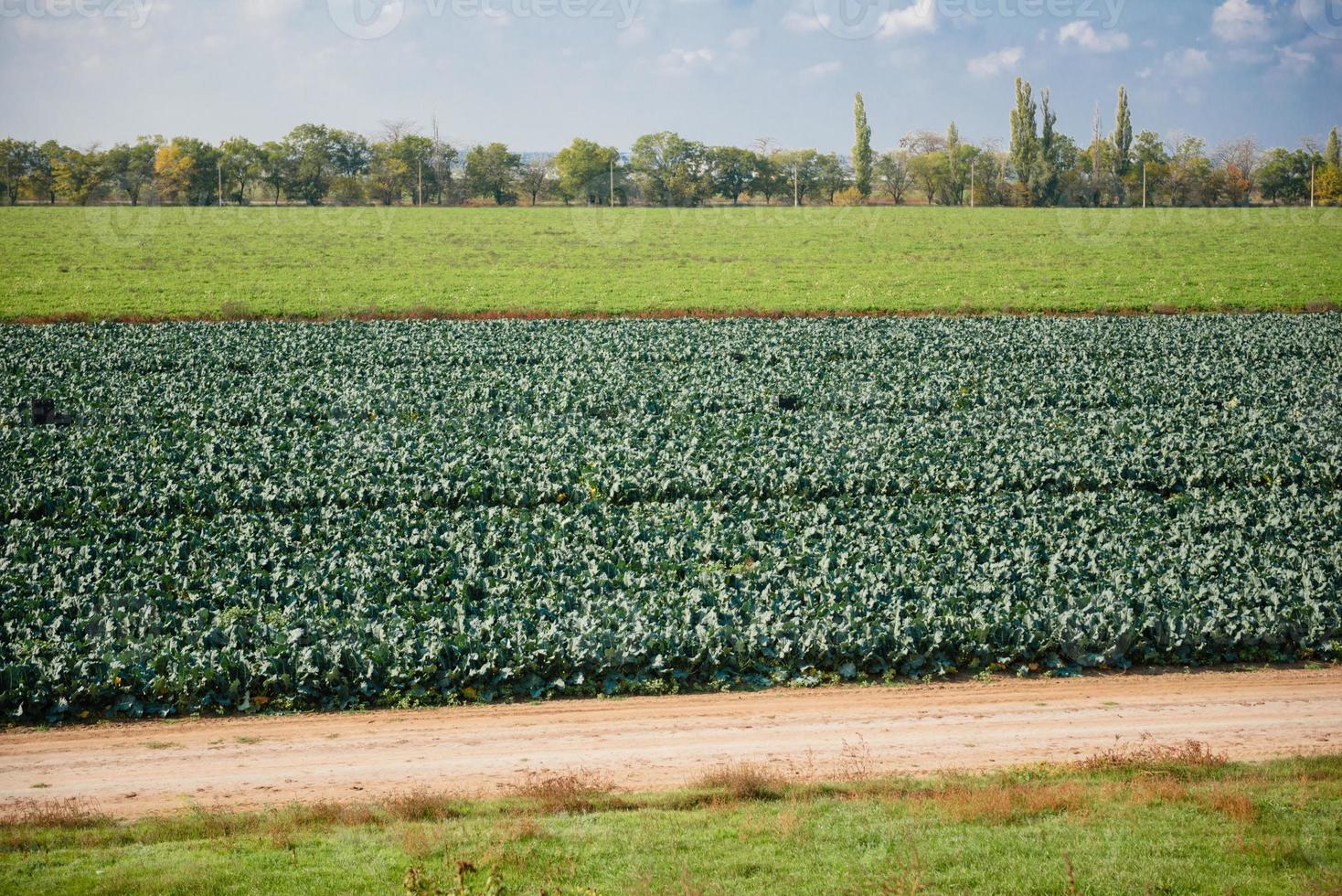 frischer Brokkoli wächst im Biogarten foto