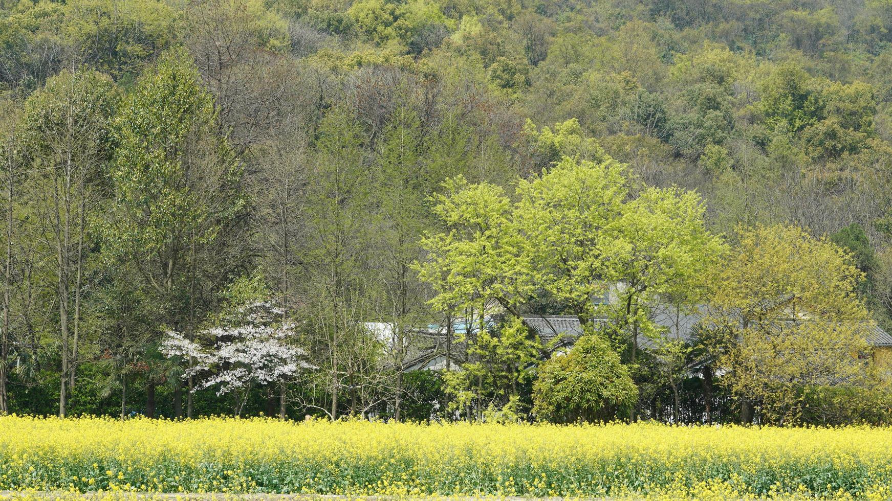 die schöne traditionelle chinesische dorfansicht mit der klassischen architektur und frischen grünen bäumen als hintergrund im frühling foto