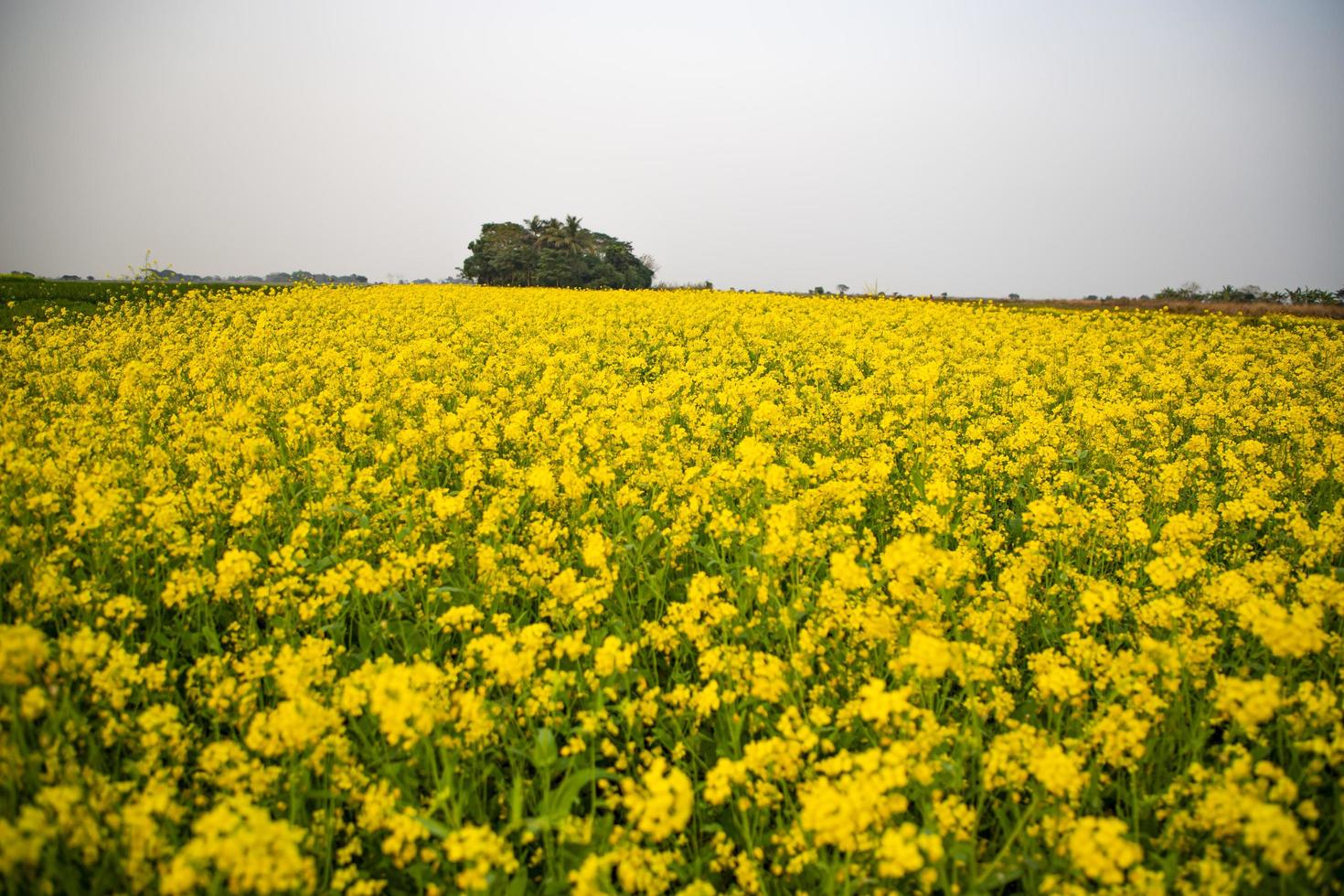 blühen Senfblumen schöne Landschaft auf dem Feld. foto