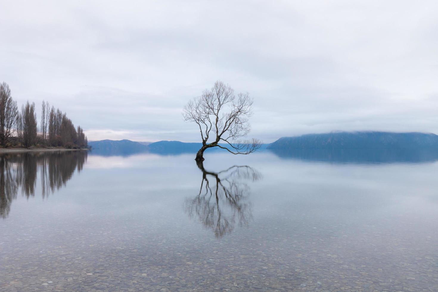 der wanaka-baum, der berühmteste weidenbaum im see wanaka neuseeland foto