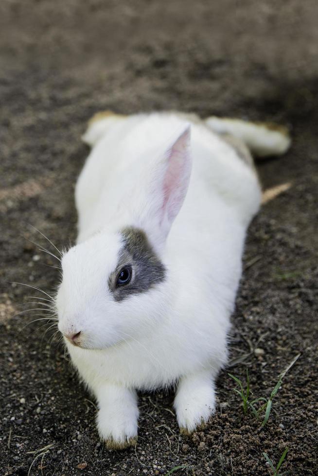 Cottontail Hase frisst Gras im Garten foto