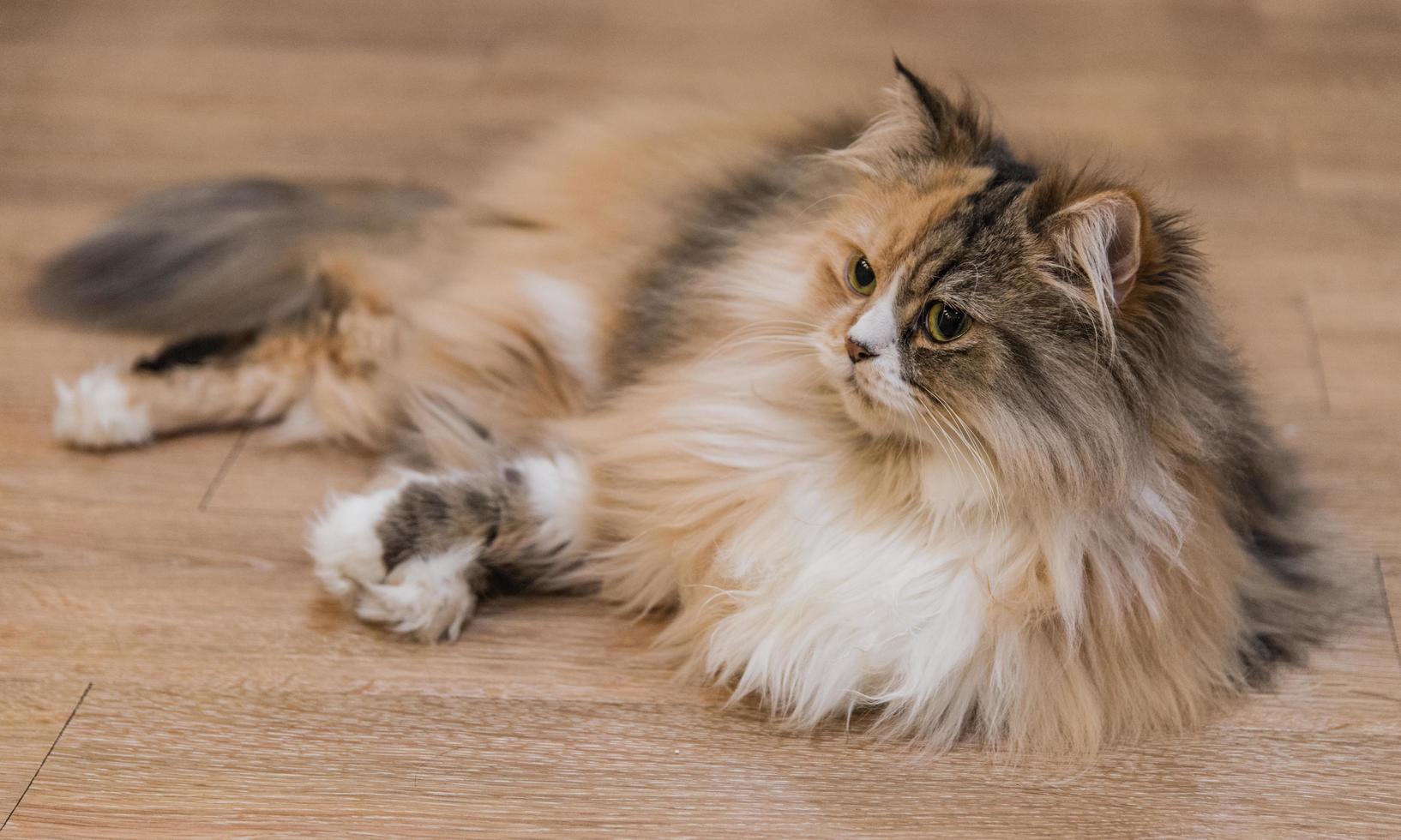 braunes katzenfell sieht wunderschön aus. foto