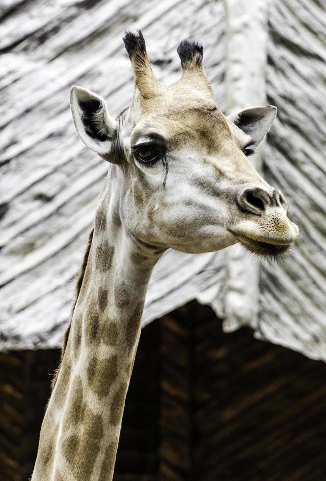 Giraffenkopf mit Hals der Zoo foto