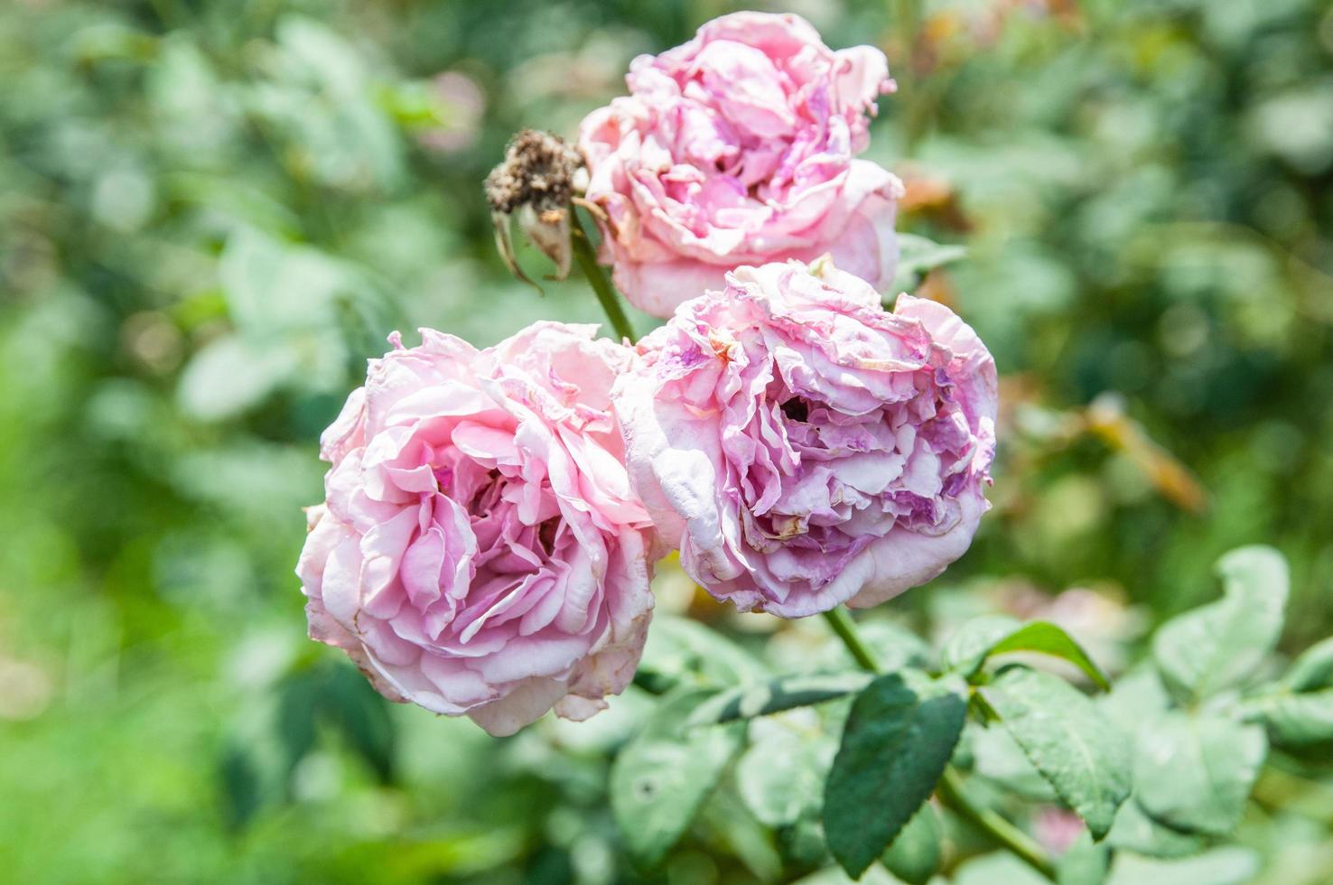 natürlicher Blumenhintergrund. Erstaunliche Naturansicht von Blumen, die mitten im Sommer im Garten unter Sonnenlicht blühen. foto