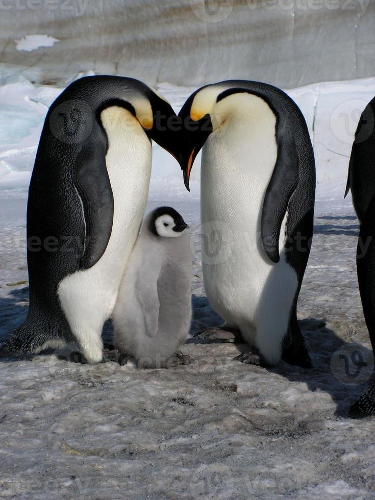 Kaiserpinguine im Eis der Antarktis foto