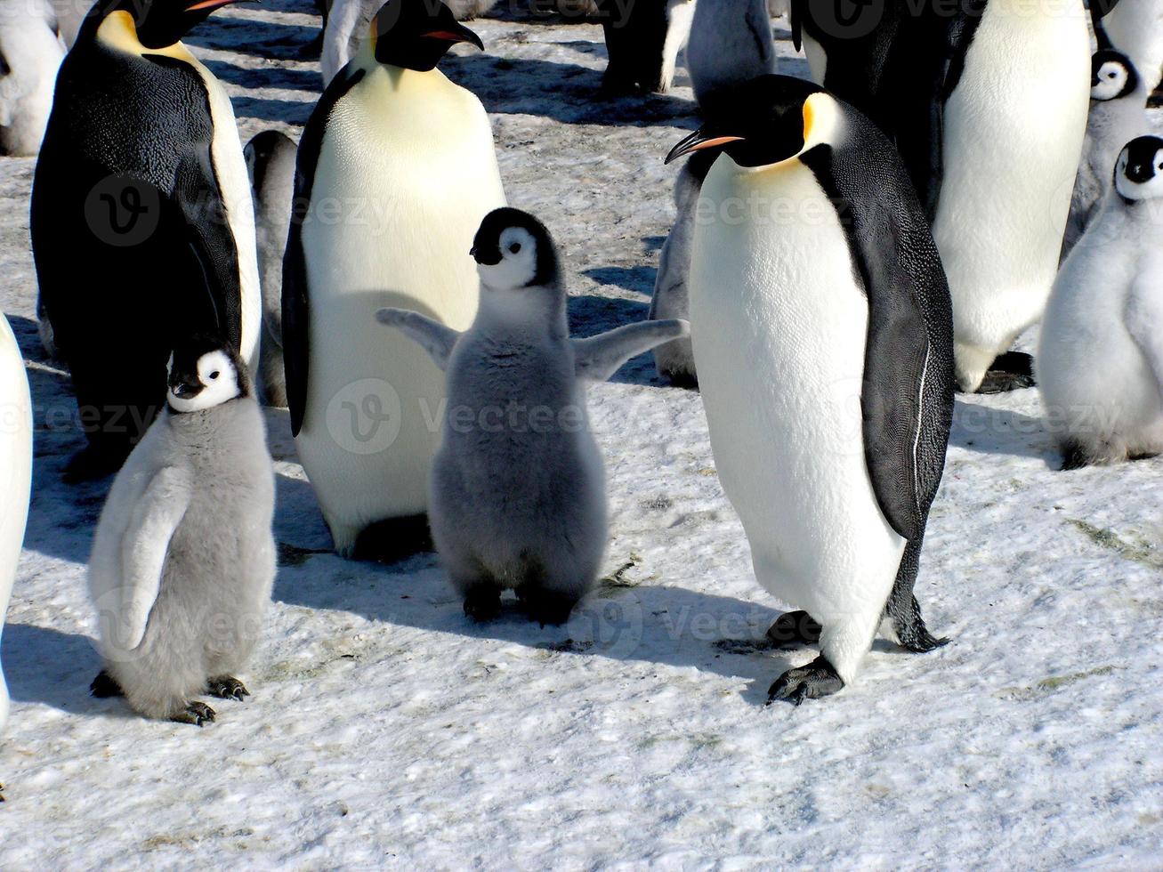 Kaiserpinguine im Eis der Antarktis foto