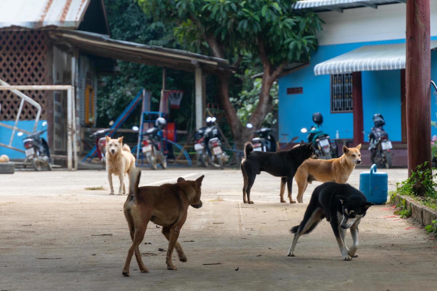 Besuch der Ban Huai Haeng Ban Huay Hom Schule, Chiang Rai, Mae Hong Son Loop, Mae Sariang, Nordthailand foto