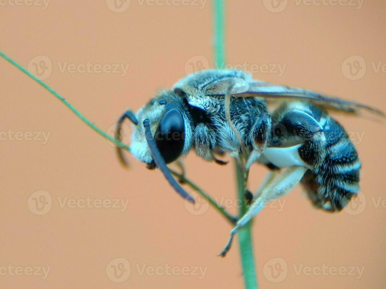 Nahaufnahme Makro der Biene auf braunem Hintergrund. foto