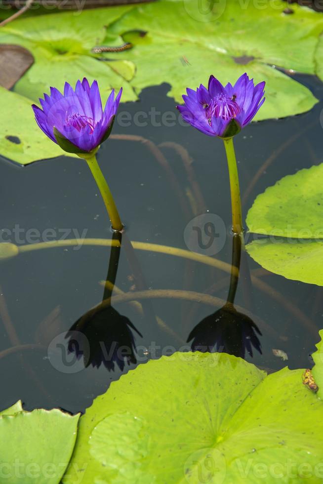 schöne Seerose oder Lotusblume im Teich. foto