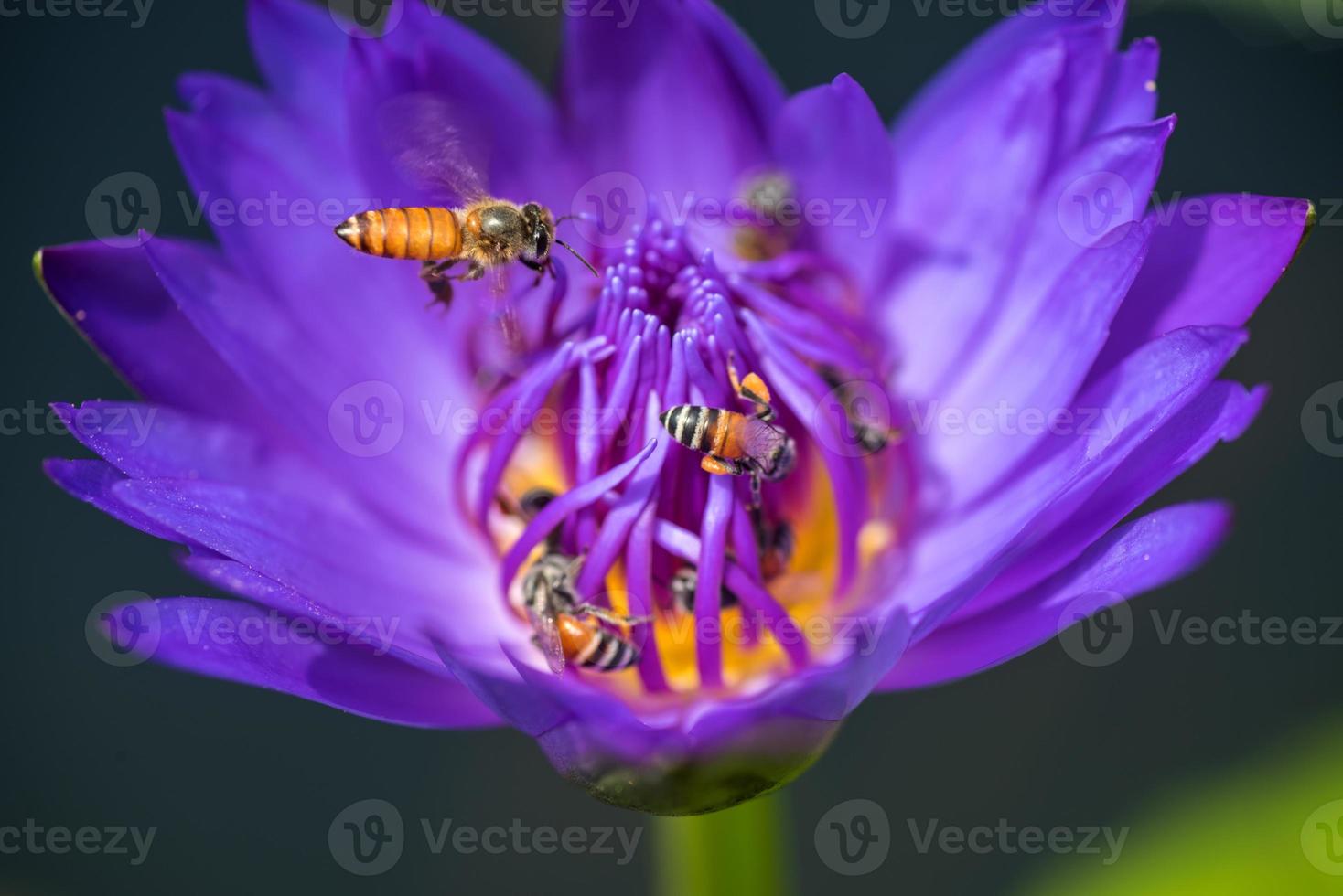 Bienen nehmen Nektar von der schönen lila Seerose oder Lotusblume. Makrobild der Biene und der Blume. foto