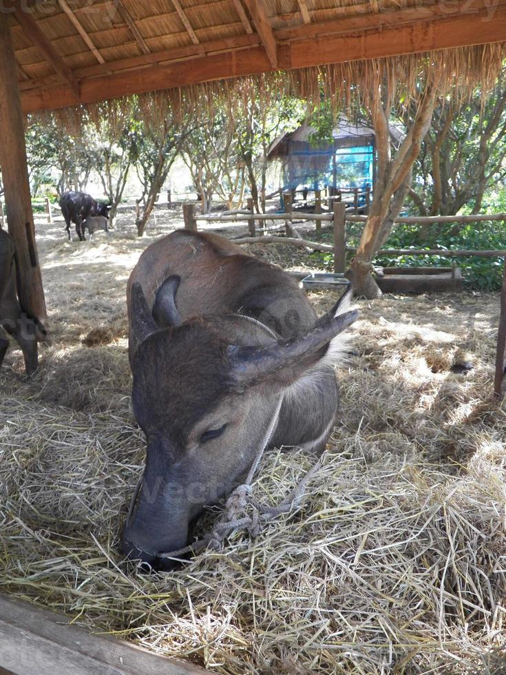 Büffel thailändische Sorte. foto