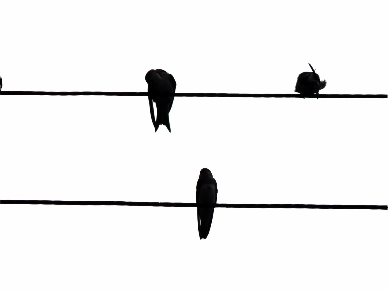 Vögel sitzen auf elektrischen Leitungen foto