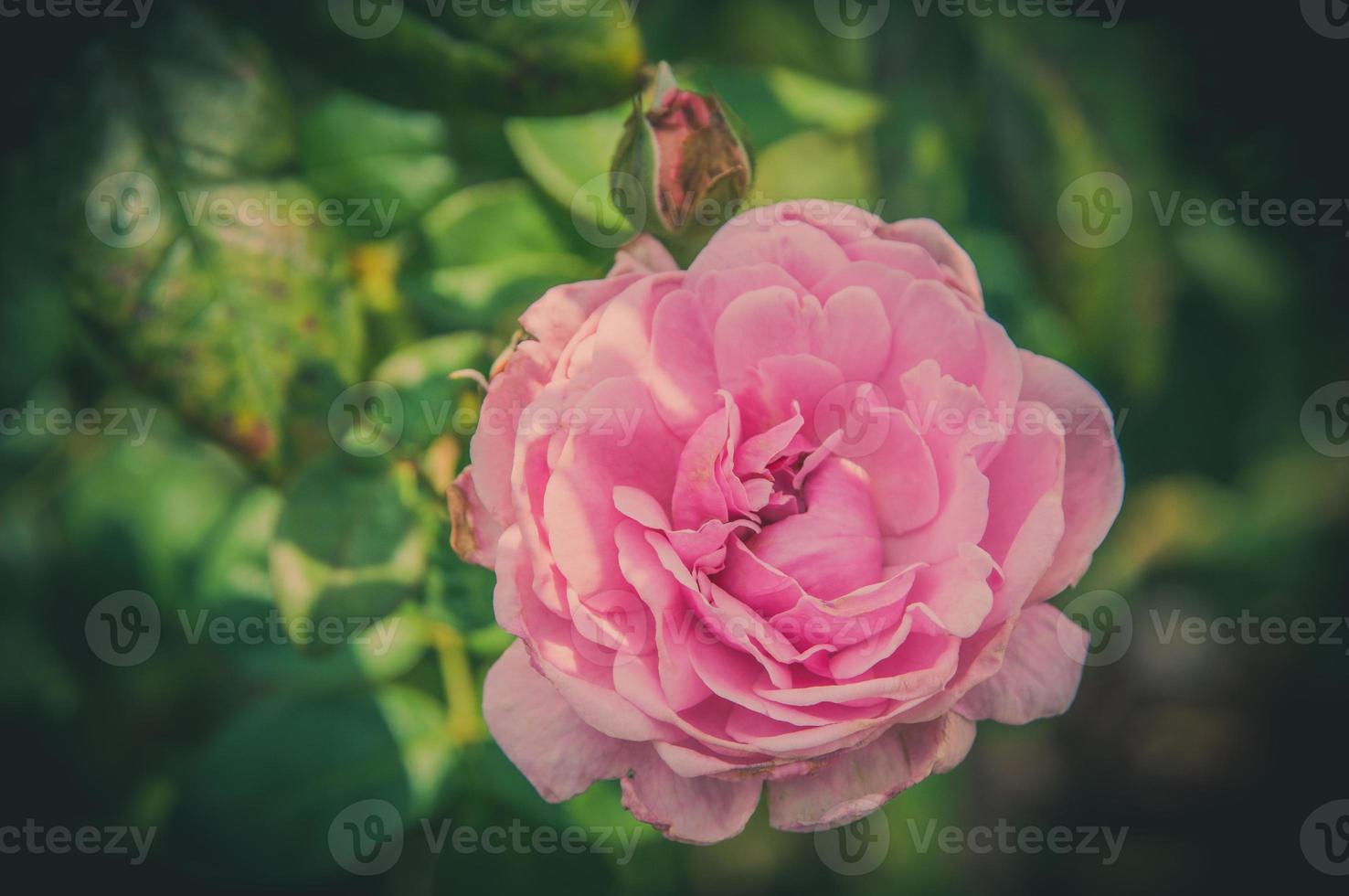 Rosenblüten im Design von natürlichen dunklen Tönen. das bild ist die kunst foto