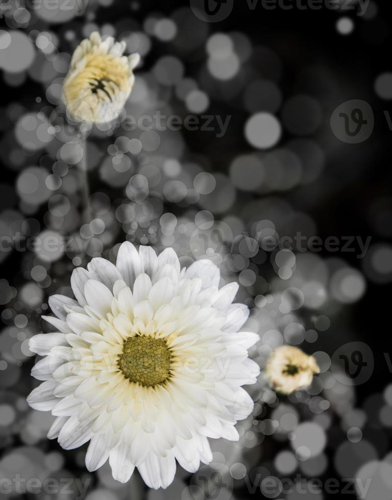 Blumen im Design von natürlichen dunklen Tönen. foto