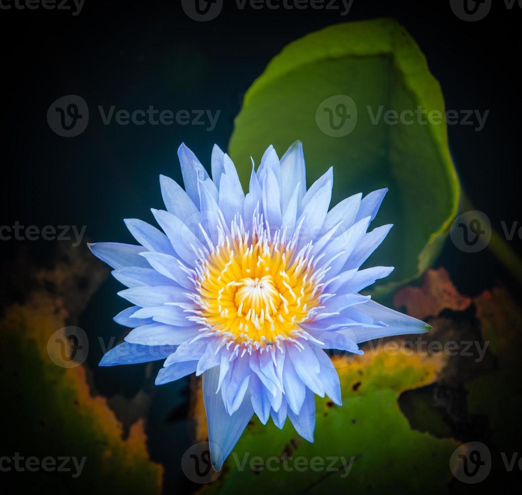 Lotusblume in warmem Wasser foto