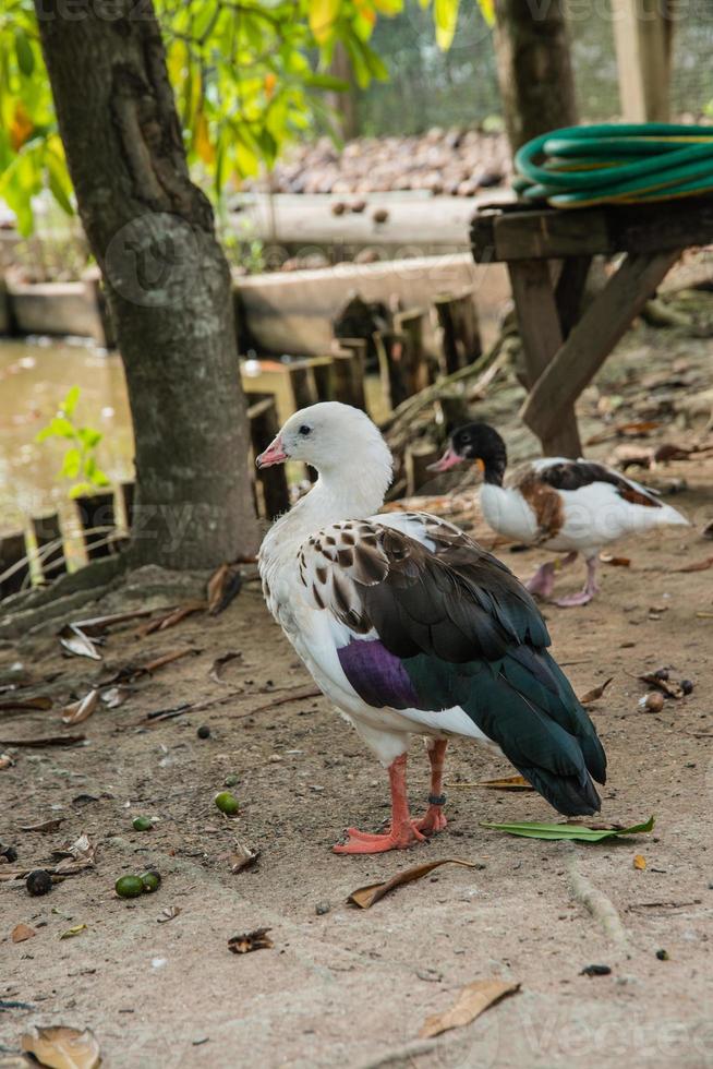 lustige Entenschnatter auf dem Bauernhof foto