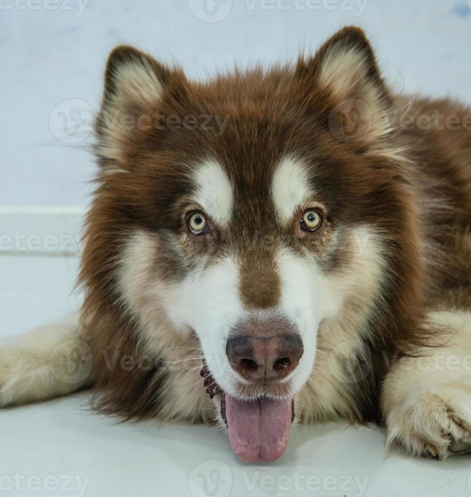 Flacher Fokus Nahaufnahme eines Hundes foto