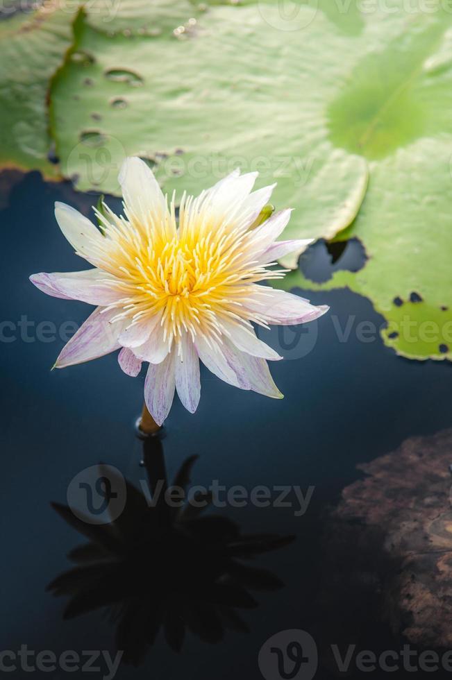 Lotusblume in warmem Wasser foto