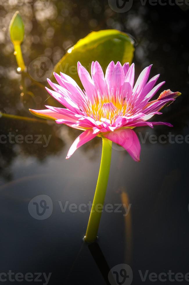 Lotusblume in warmem Wasser foto