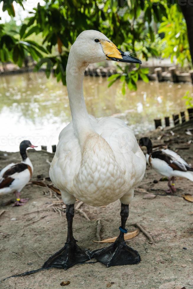 lustige Entenschnatter auf dem Bauernhof foto