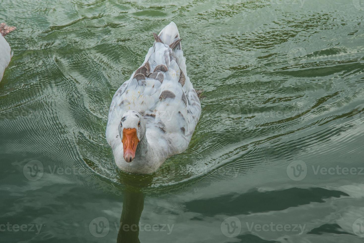 lustige Entenschnatter auf dem Bauernhof foto