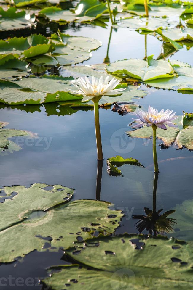 Lotusblume in warmem Wasser foto