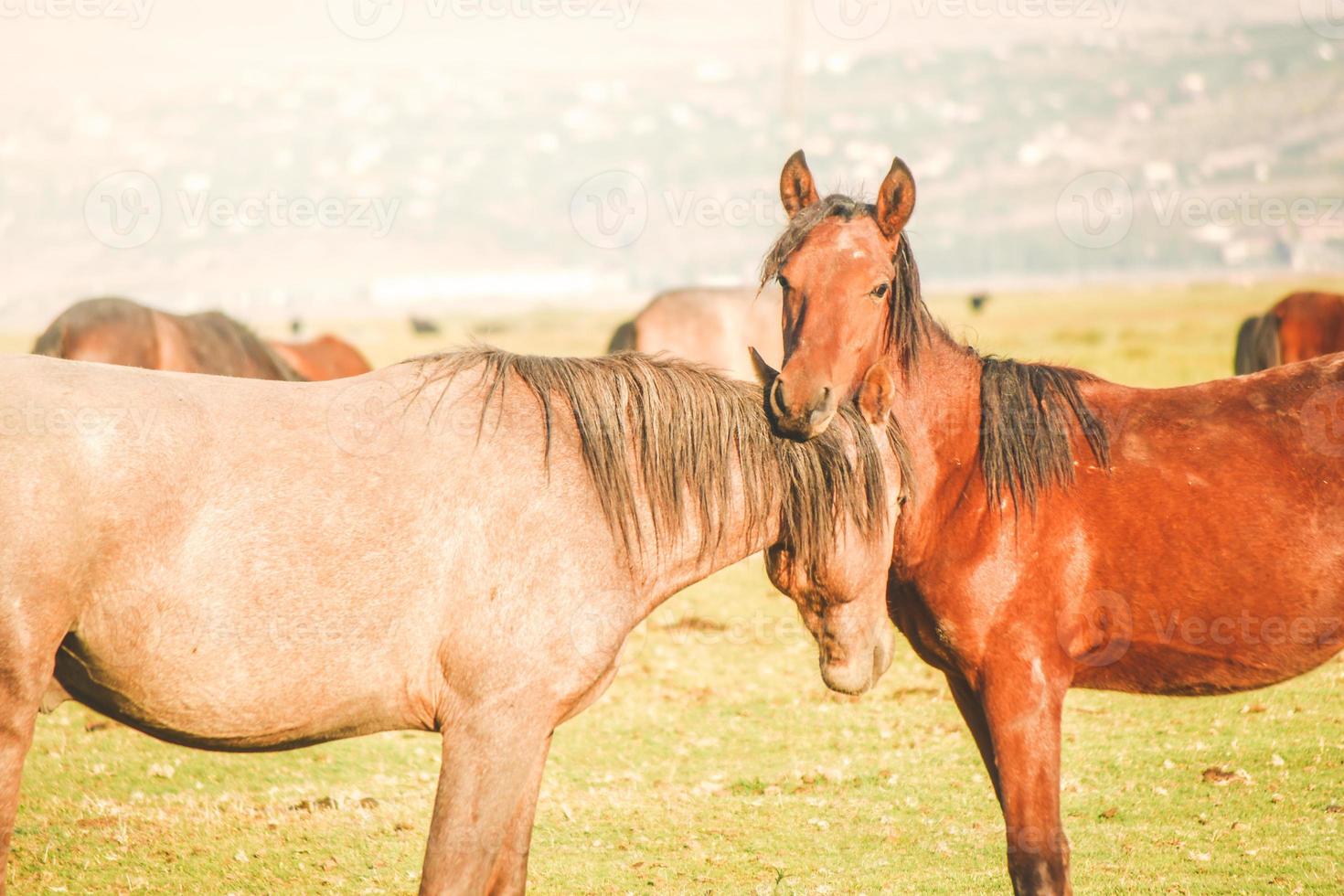 Zwei schöne Yilki-Pferde kuscheln im Freien auf dem Feld im Dorf Hormetci, Kayseri, Türkei? foto